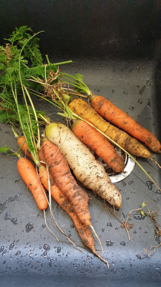 Carottes lactofermentées à l’orange