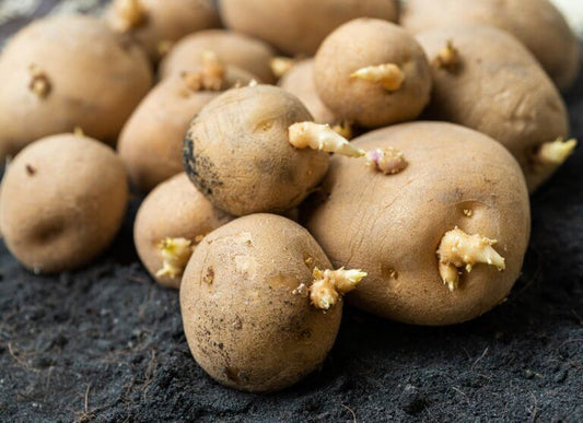 Peut-on consommer des pommes de terre germées ?