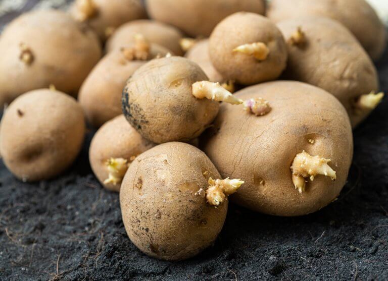 pommes de terre germées consommation