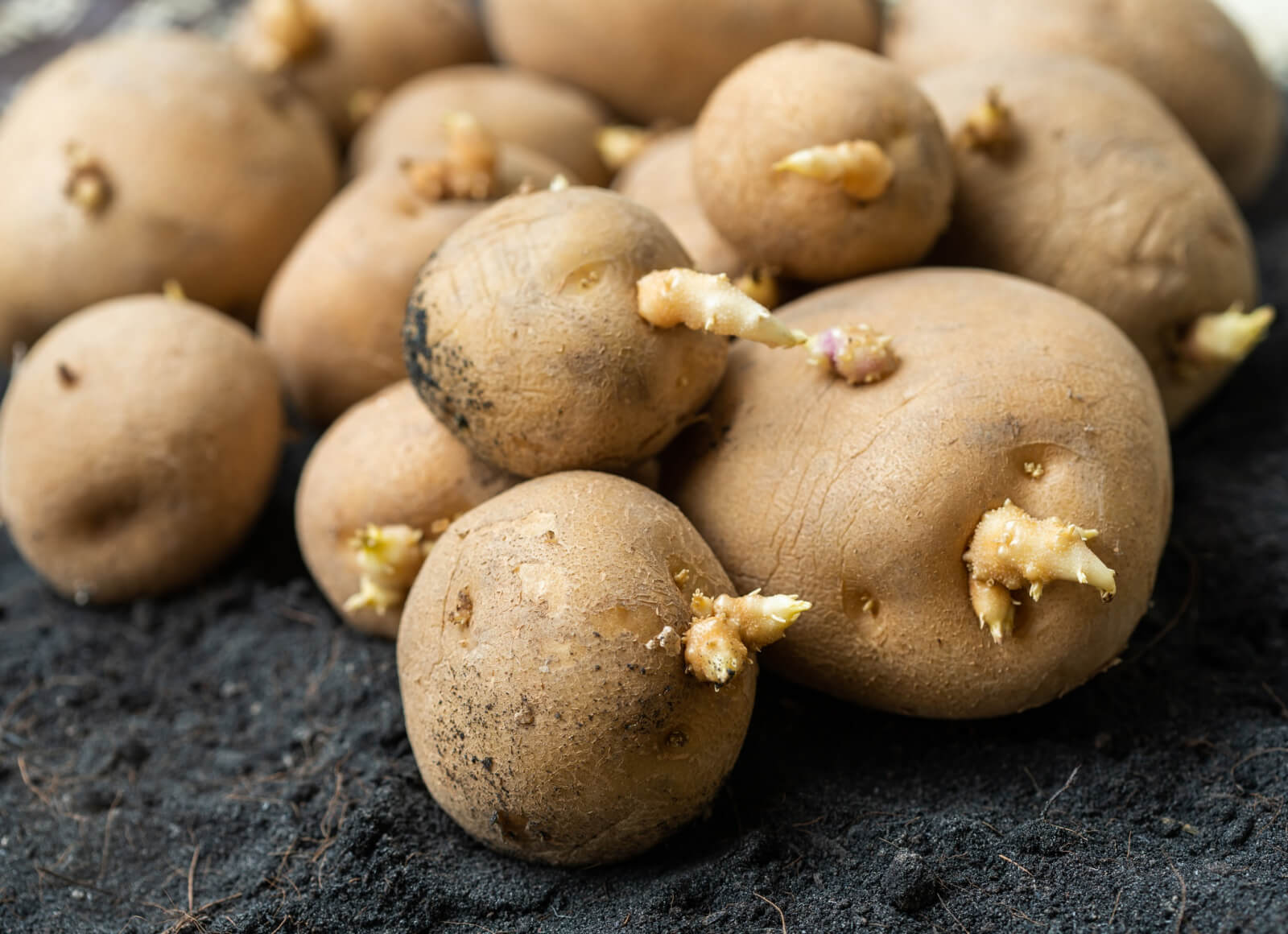 peut-on-consommer-des-pommes-de-terre-germ-es